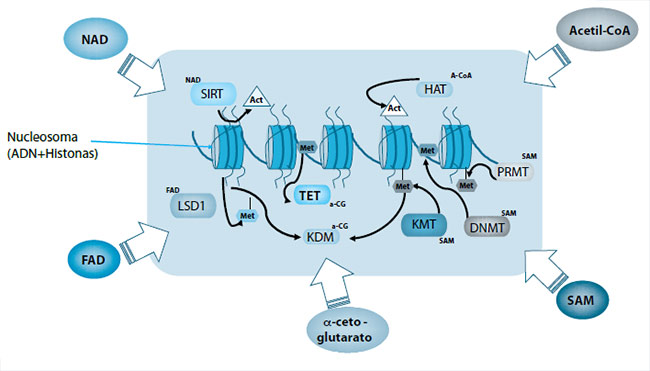 Figura 1. Cofactores que modifican enzimáticamente la función de ADN y la estructura del nucleosoma (mediante modificaciones de las histonas)
