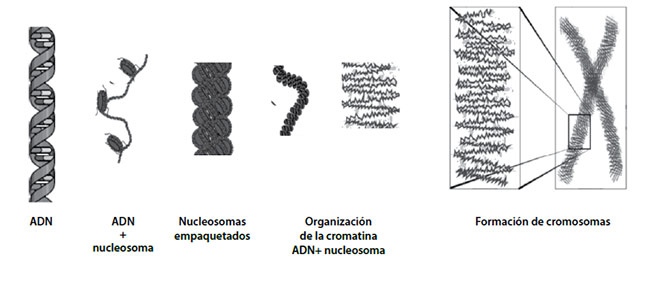 Figura 3. Nivel de expresión génica