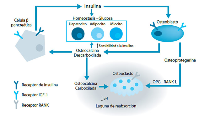 Figura 2. Relación de insulina con la homeostasis del hueso y la glucosa