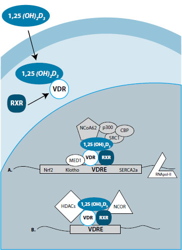 Figura 2. Vías genómicas de la vitamina D